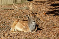 /album/fotogalerie-zoo-ohrada-hluboka-nad-vltavou/danek-evropsky-jpg1/